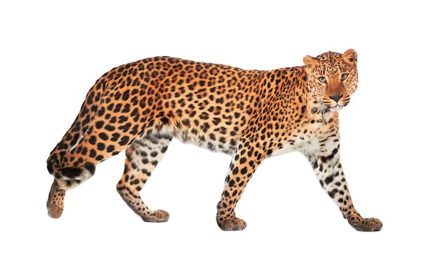 Leoparden