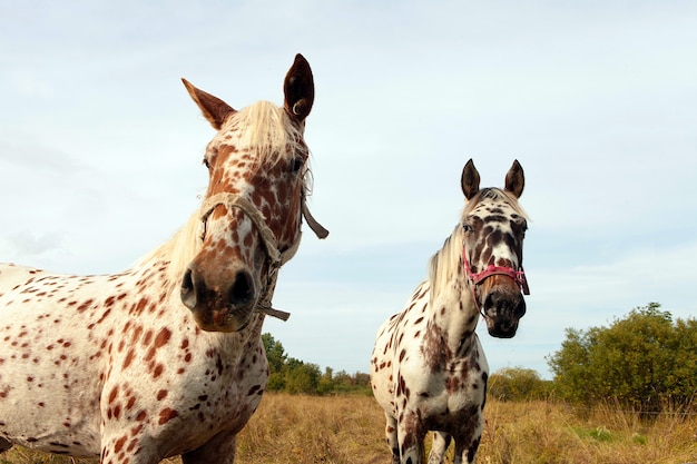 Leopardenmantelmusterpferd, das mit langer Mähne, lustigem Pferdegesicht vor blauem Himmel steht. Süße Tiere