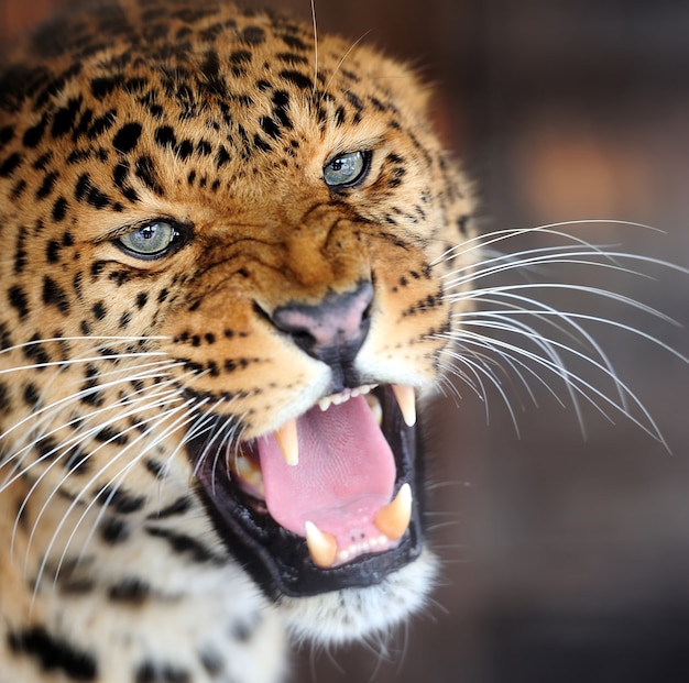 Leopardenporträt auf dunklem Hintergrund