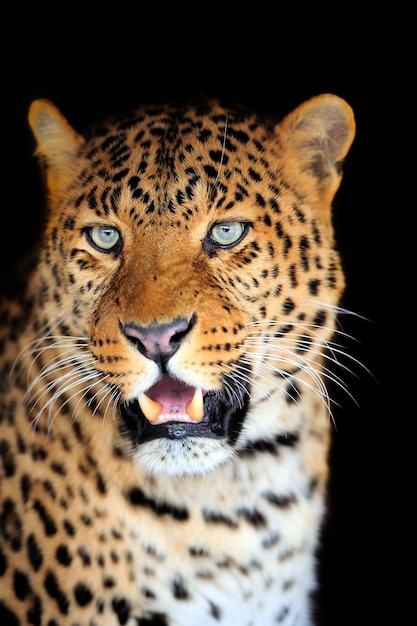 Leopardenporträt auf dunklem Hintergrund