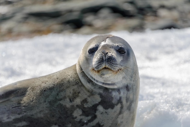 Leopardenrobbe am Strand mit Schnee in der Antarktis