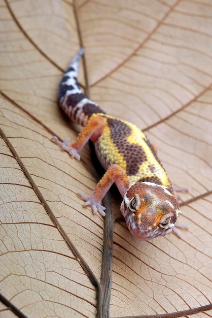 Foto leopardgecko auf einem blatt