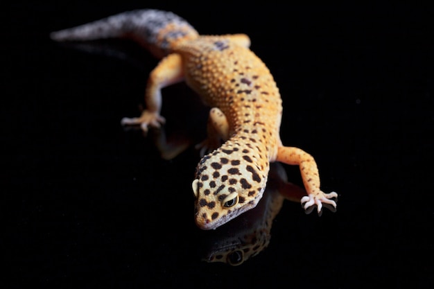 Leopardgecko auf einem dunklen Hintergrund