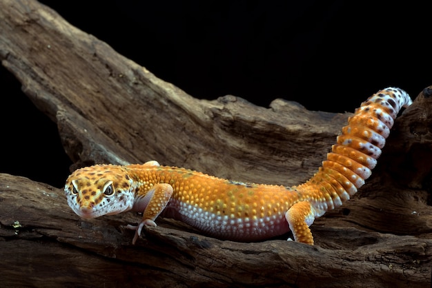 Leopardgecko auf schwarzem Hintergrund isoliert