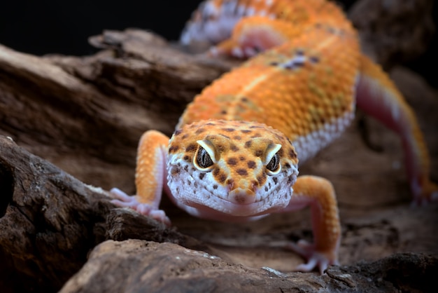 Leopardgecko auf schwarzem Hintergrund isoliert