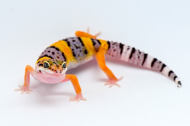 Leopardgecko auf weißem Hintergrund