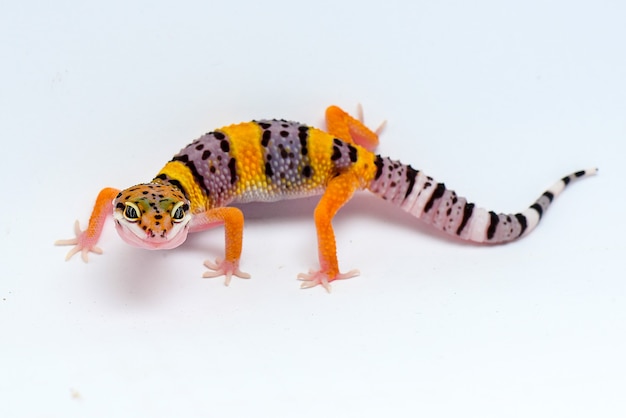 Leopardgecko auf weißem Hintergrund