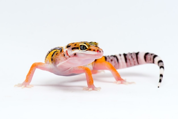 Leopardgecko auf weißem Hintergrund