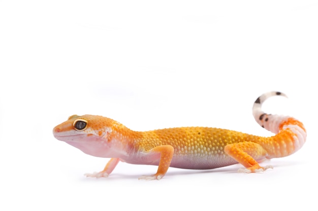 Leopardgecko auf weißem Hintergrund