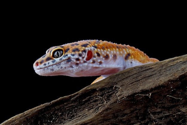 Leopardgecko Closeup Kopf auf Holz mit schwarzem Hintergrund Leopardgecko sucht nach Beute