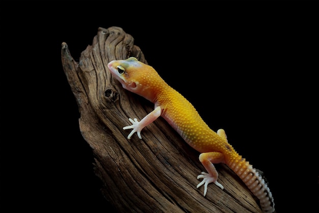 Leopardgecko-Eidechse auf Holz mit schwarzem Hintergrund, Eublepharis macularius