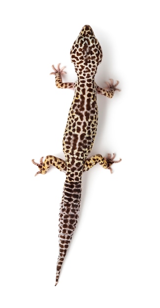 Leopardgecko, Eublepharis macularius, vor weißem Hintergrund