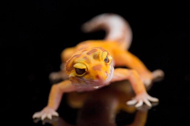 Leopardgecko, Eublepharis macularius, Zitteralbino isoliert auf schwarzem Hintergrund