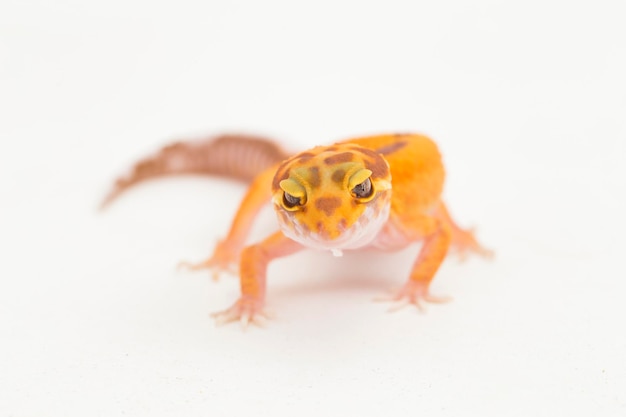 Leopardgecko, Eublepharis macularius, Zitteralbino isoliert auf weißem Hintergrund