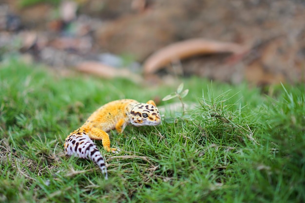 Foto leopardgeckos sind erstaunlich. sie sind sehr pflegeleicht und kommen in so vielen fantastischen morphen vor