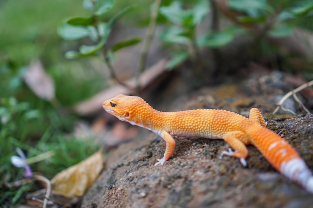 Leopardgeckos sind erstaunliche Begleiter für Pfleger, um ein einzigartiges Haustier zu haben. Sie sind sehr pflegeleicht