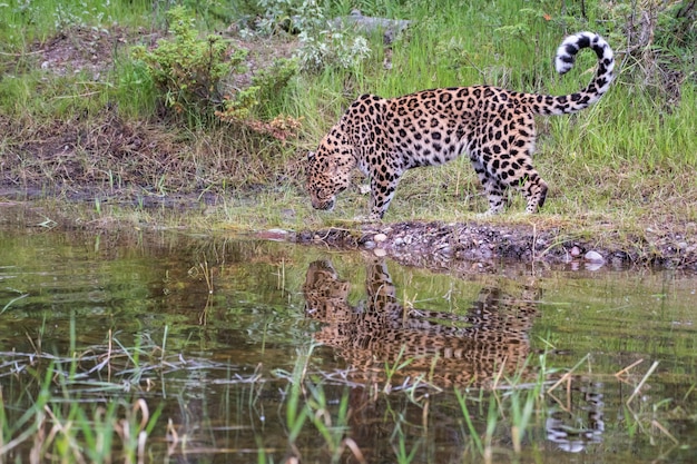 Leopardo de Amur acercándose al estanque con reflejo en el agua