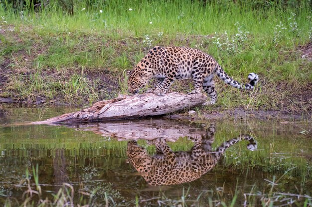 Foto leopardo de amur caminando a lo largo del árbol caído en el agua con reflejo