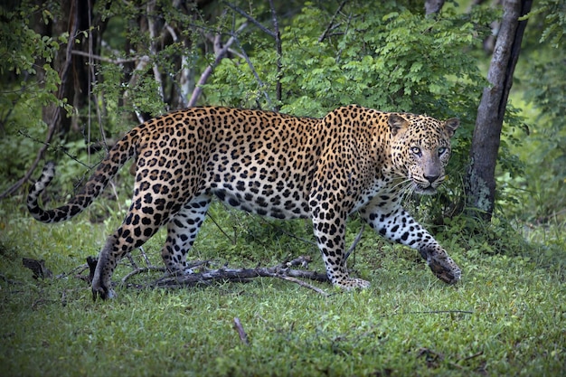 Leopardo andando na exuberante floresta verde em um dia ensolarado