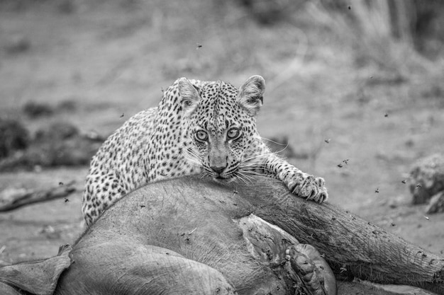 Foto leopardo por animal muerto