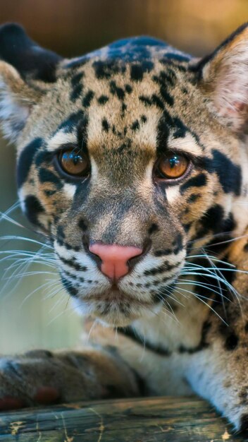 leopardo árabe 12