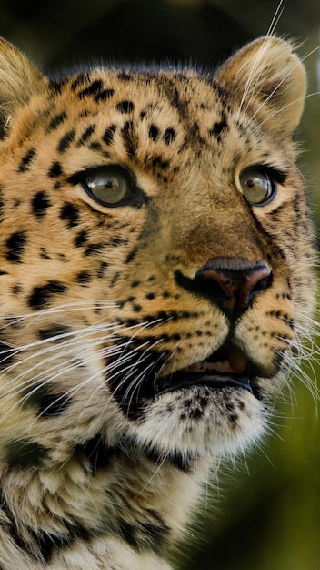 leopardo árabe 6