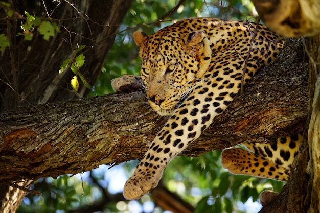 Foto leopardo en árbol, reserva de caza de moremi, botswana