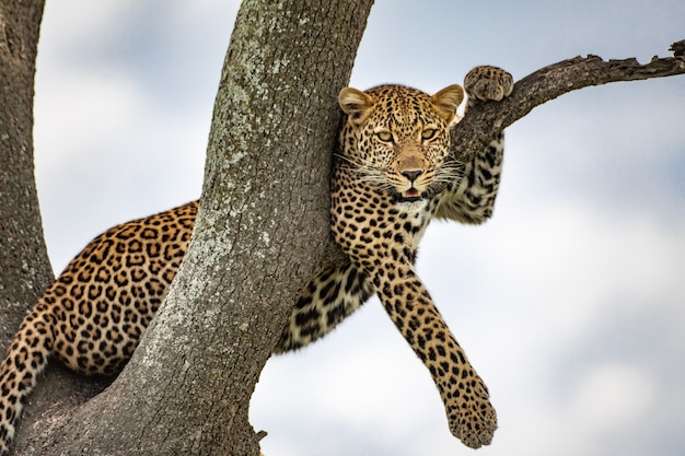 Leopardo en el árbol