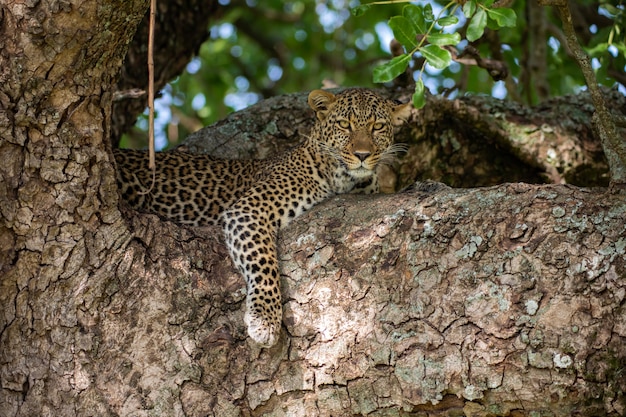 Leopardo en el árbol