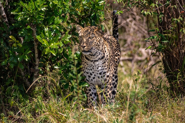 Leopardo en los arbustos
