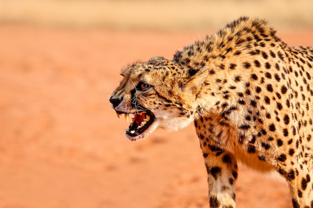 Leopardo con la boca abierta. Desierto de Kalahari. Namibia.