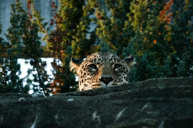 Foto leopardo en un bosque