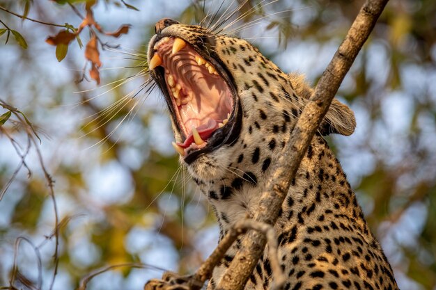 Un leopardo bostezando en un árbol en el Parque Nacional Kruger, Sudáfrica