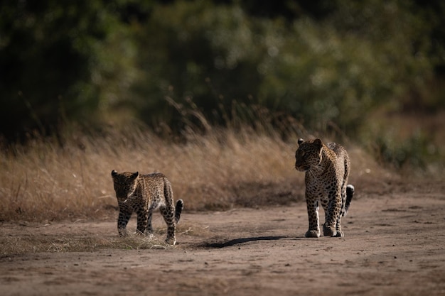 Foto leopardo y cachorro caminan uno al lado del otro en la sabana