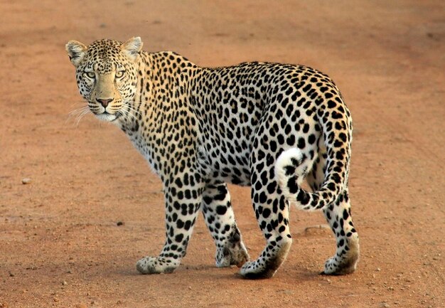 Un leopardo camina en la arena en África