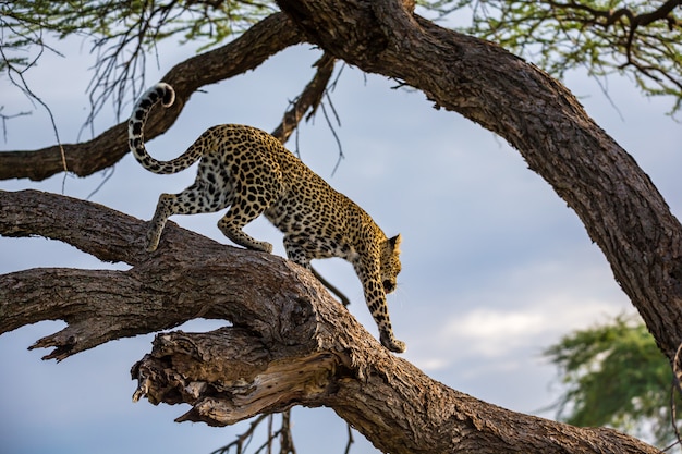 Un leopardo camina arriba y abajo del árbol en sus ramas.