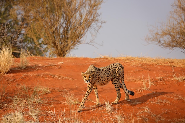 Leopardo camina en el desierto de Kalahari, Namibia