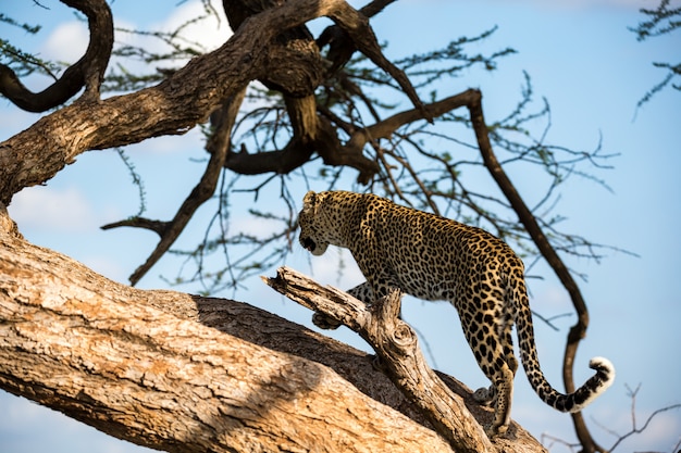 Foto leopardo caminando arriba y abajo del árbol en sus ramas.