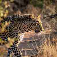 Foto un leopardo está caminando por la hierba