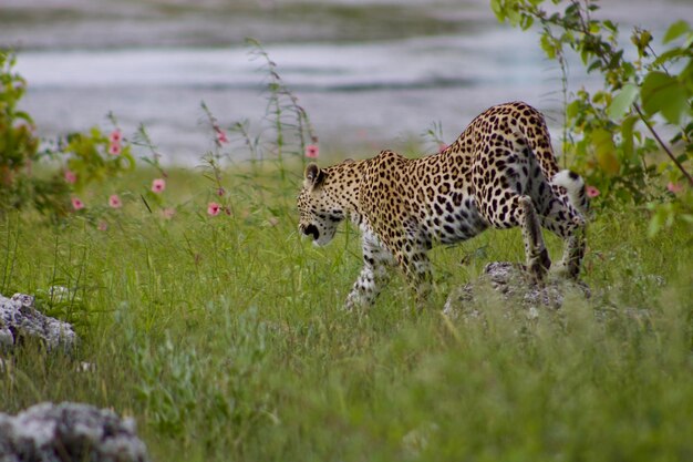 Foto el leopardo caminando