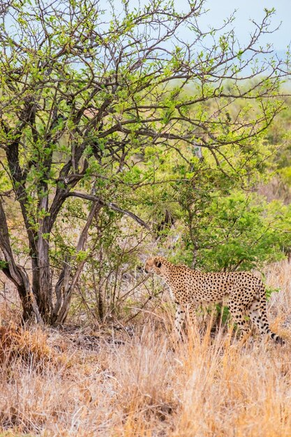 Foto leopardo en el campo por el árbol