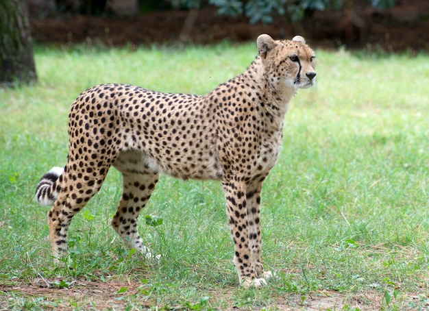 leopardo cazador