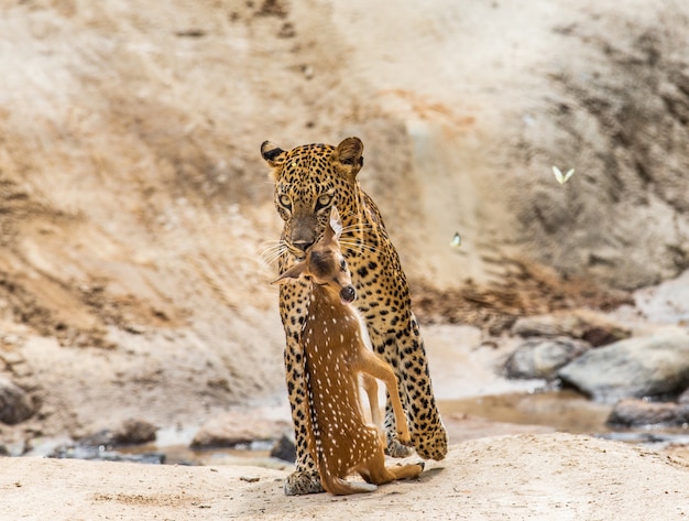 Foto leopardo com presa caminhando por uma estrada na floresta