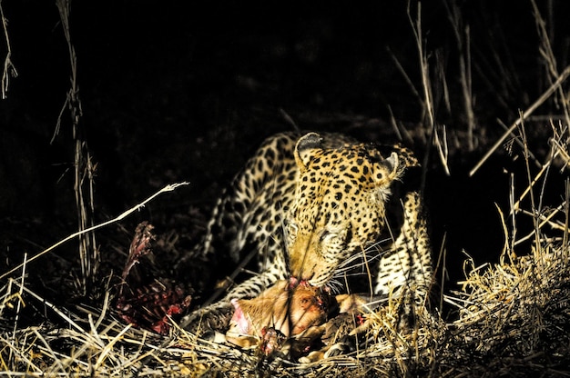 Leopardo comiendo animal en el suelo