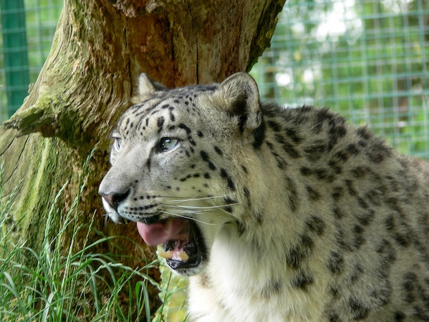 Leopardo da neve em um ambiente de zoológico