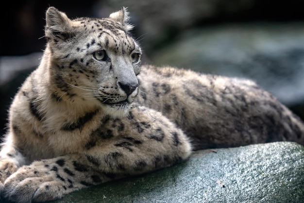 Leopardo da neve Irbis Panthera uncia