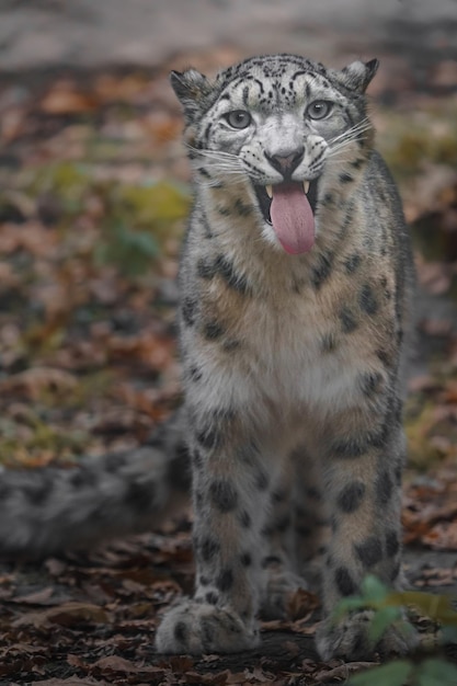 Leopardo da neve Irbis