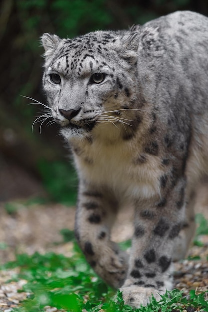 leopardo da neve