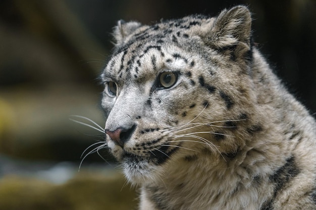 leopardo da neve