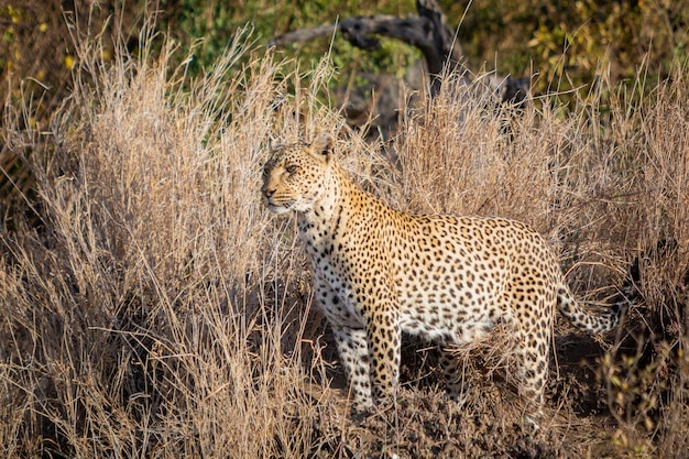 Leopardo de pé em terra